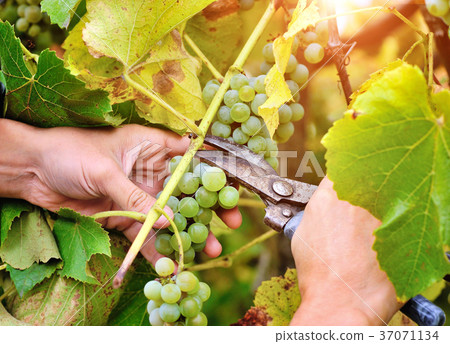 Farmers hands holding and cutting white grape Farmers hands holding and cutting white grape 37071134