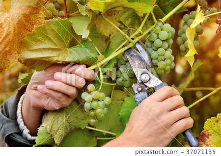 Farmers hands holding and cutting white grape Farmers hands holding and cutting white grape 37071135