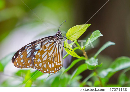 Dark Glassy Tiger butterfly 37071188