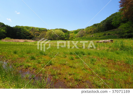 Spring valley scenery Spring valley scenery 37071189