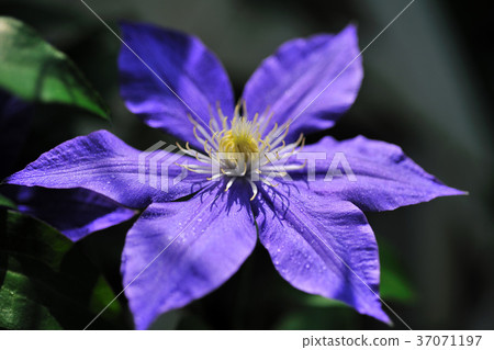 Clematis,flower,petal,flowering,plant,foliage,special,special,closeup,purple flower 37071197