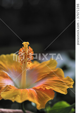 扶桑花,花,花瓣,開花,植物,葉子,特別的,特殊,特寫,橘黃色花 扶桑花,花,花瓣,開花,植物,葉子,特別的,特殊,特寫,橘黃色花 37071198