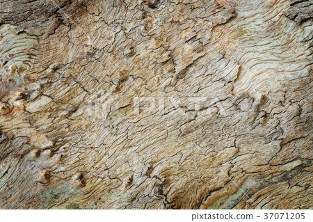 Eucalyptus tree bark Eucalyptus tree bark 37071205