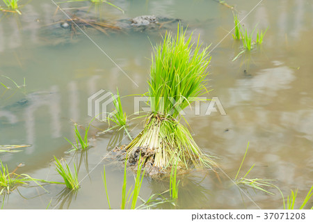 Rice seedlings Rice seedlings 37071208