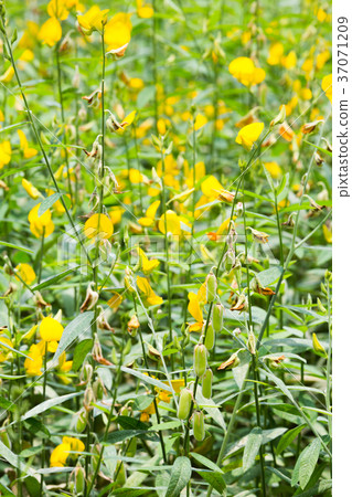 Sunhemp Sunhemp 37071209