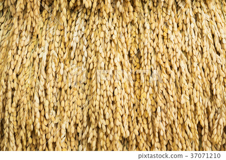Japanese rice paddy Japanese rice paddy 37071210