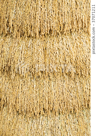 Japanese rice paddy 37071211