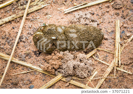 Goat excrement Goat excrement 37071221
