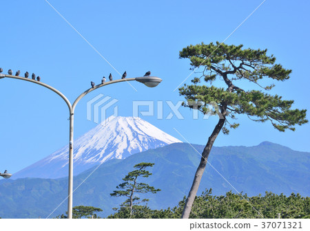 Senbon Matsubara and Mt. Fuji-88162 Senbon Matsubara and Mt. Fuji-88162 37071321