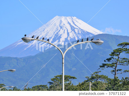 Scenery from Senbon Matsubara-88163 37071322