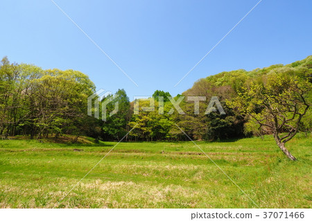 Spring valley scenery 37071466