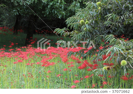 Kisa Hisashihana 37071662