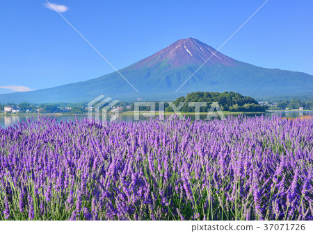 Summer landscape from the mouth of Lake Kawaguchi-777637 37071726
