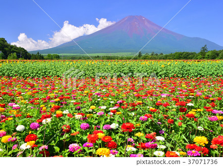 City Park of Flowers-777753 37071736