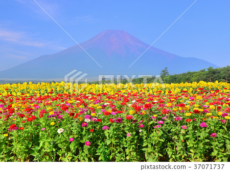 Summer landscape from Flower City Park-777760 37071737