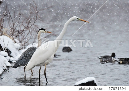Sagittarius nestled in the snow 37071894
