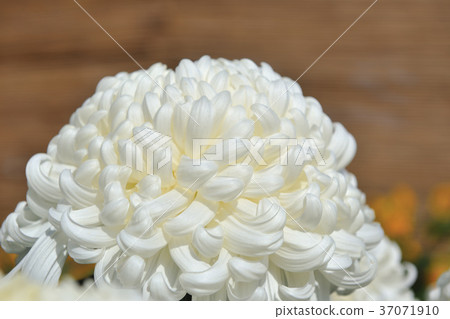Chrysanthemum, white flower, flower, petal, blossom, plant, leaf, special, special, close-up Chrysanthemum, white flower, flower, petal, blossom, plant, leaf, special, special, close-up 37071910