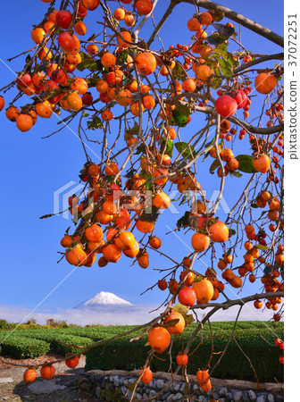 從Iwamotoyama-4762的秋天風景 從Iwamotoyama-4762的秋天風景 37072251