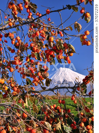 Autumn scenery from Mt. Iwamoto-4766 37072259
