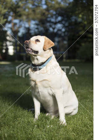 Dog, Labrador Retriever Dog, Labrador Retriever 37072704
