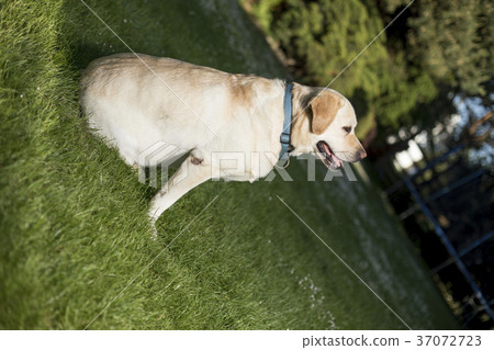 Labrador Retriever dog Labrador Retriever dog 37072723