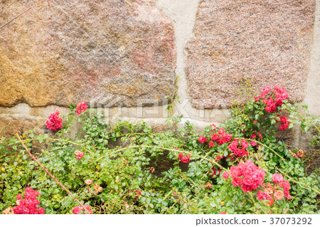 Wall of stone with flowers Wall of stone with flowers 37073292