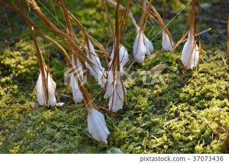 Yakushi池塘公園綠色葉子草花蕾Shimobashira花 37073436