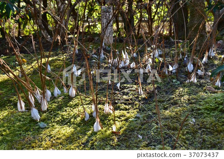 Shimobashira flower of Yakushi pond park green leaf grass flower bud Shimobashira flower of Yakushi pond park green leaf grass flower bud 37073437