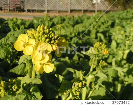 Yellow flowers that have begun to bloom are Nabana flowers Yellow flowers that have begun to bloom are Nabana flowers 37073452