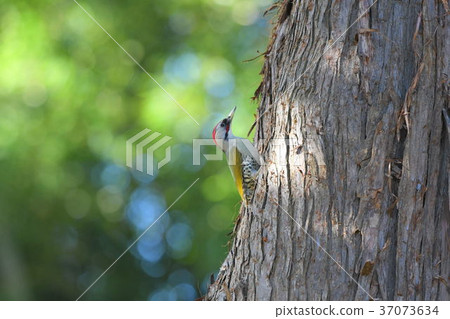 藍鷺，築巢 37073634