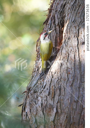 藍鷺，築巢 37073636