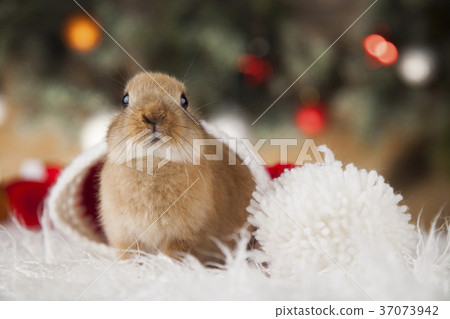Bunny and Christmas background Bunny and Christmas background 37073942