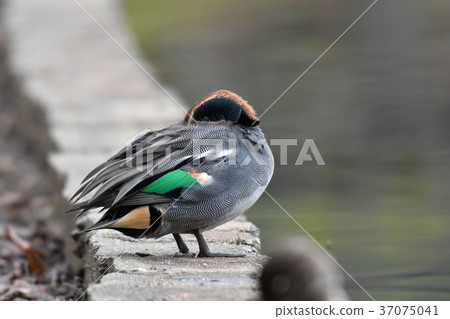 Duck and pond 37075041