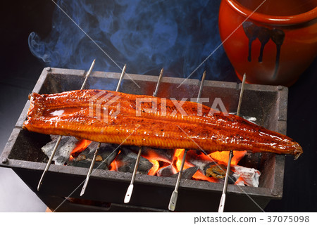 eel 37075098