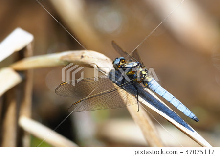 Shioya Tombo (male) Shioya Tombo (male) 37075112