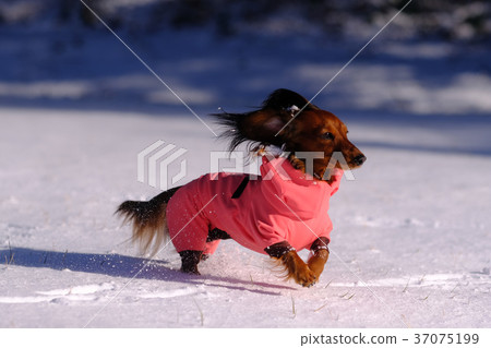 Dachshund Kaninhaen cute 37075199