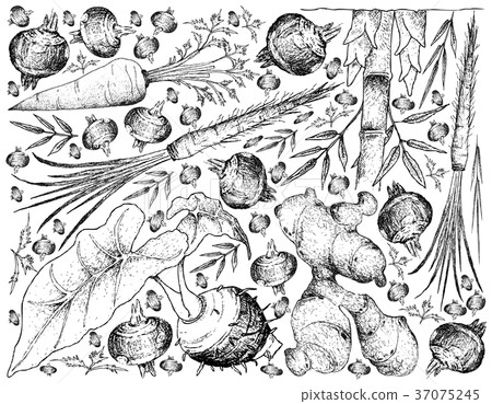 Root and Tuberous Vegetables Background 37075245