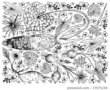 Root and Tuberous Vegetables Background Root and Tuberous Vegetables Background 37075248