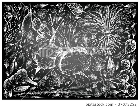 Root and Tuberous Vegetables on Chalkboard Root and Tuberous Vegetables on Chalkboard 37075252