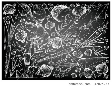 Root and Tuberous Vegetables on Chalkboard Root and Tuberous Vegetables on Chalkboard 37075253