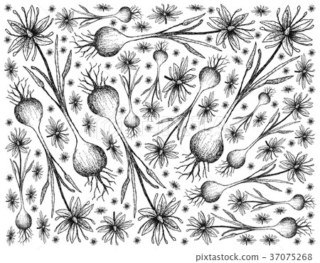 Hand Drawn of Camas on White Background 37075268