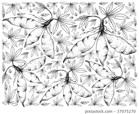 Fresh Cassava Root on White Background 37075270