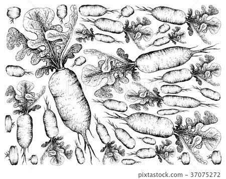 Fresh Daikon Radish on White Background Fresh Daikon Radish on White Background 37075272