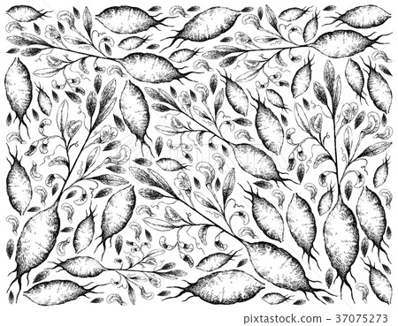 Hand Drawn of Earthnut Pea on White Background Hand Drawn of Earthnut Pea on White Background 37075273