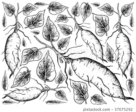 Hand Drawn of Sweet Potato on White Background Hand Drawn of Sweet Potato on White Background 37075292