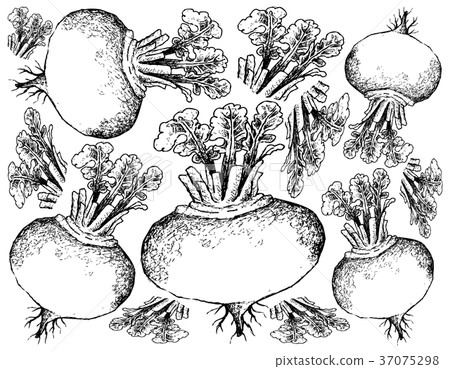 Hand Drawn of Purple Turnip on White Background Hand Drawn of Purple Turnip on White Background 37075298