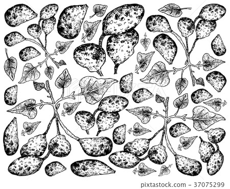 Ullucus Tuberosus on A White Background 37075299