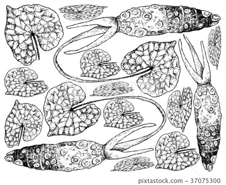 Wasabi Root, Also Known as Japanese Horseradish Wasabi Root, Also Known as Japanese Horseradish 37075300