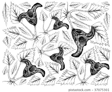 Water Caltrop Plant on White Background Water Caltrop Plant on White Background 37075301