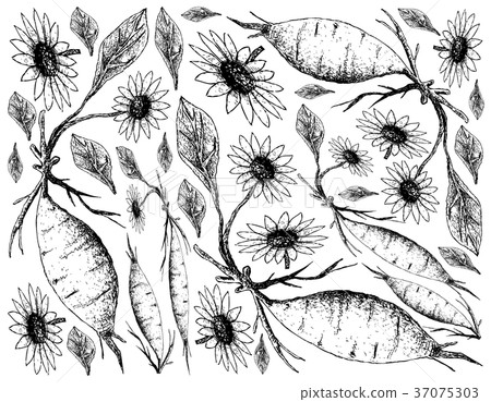 Hand Drawn of Fresh Yacon on White Background Hand Drawn of Fresh Yacon on White Background 37075303